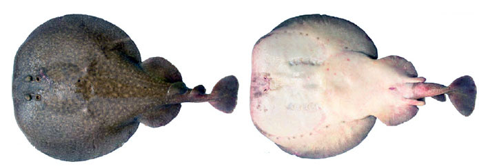 Torpedo marmorata_04.jpg